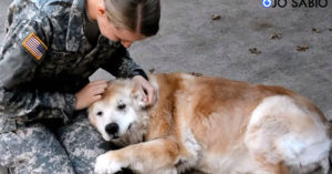 Científicos determinan que un año humano no equivale a siete años de perro