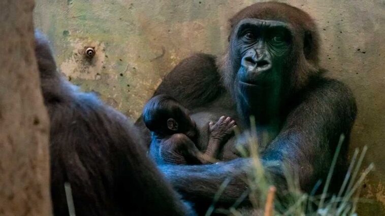 Sorpresa en un zoo de EE.UU Gorila considerado macho da a luz